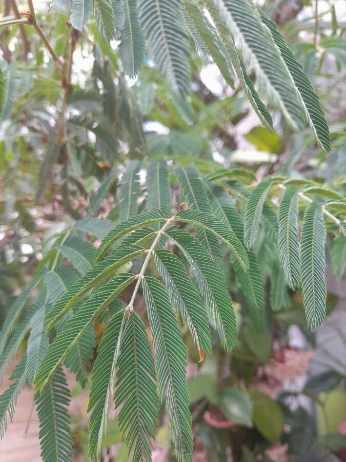 Calliandra di Tweed 15
