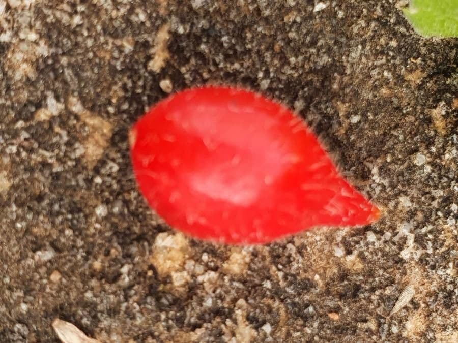 Cetriolo puzzolente 2
