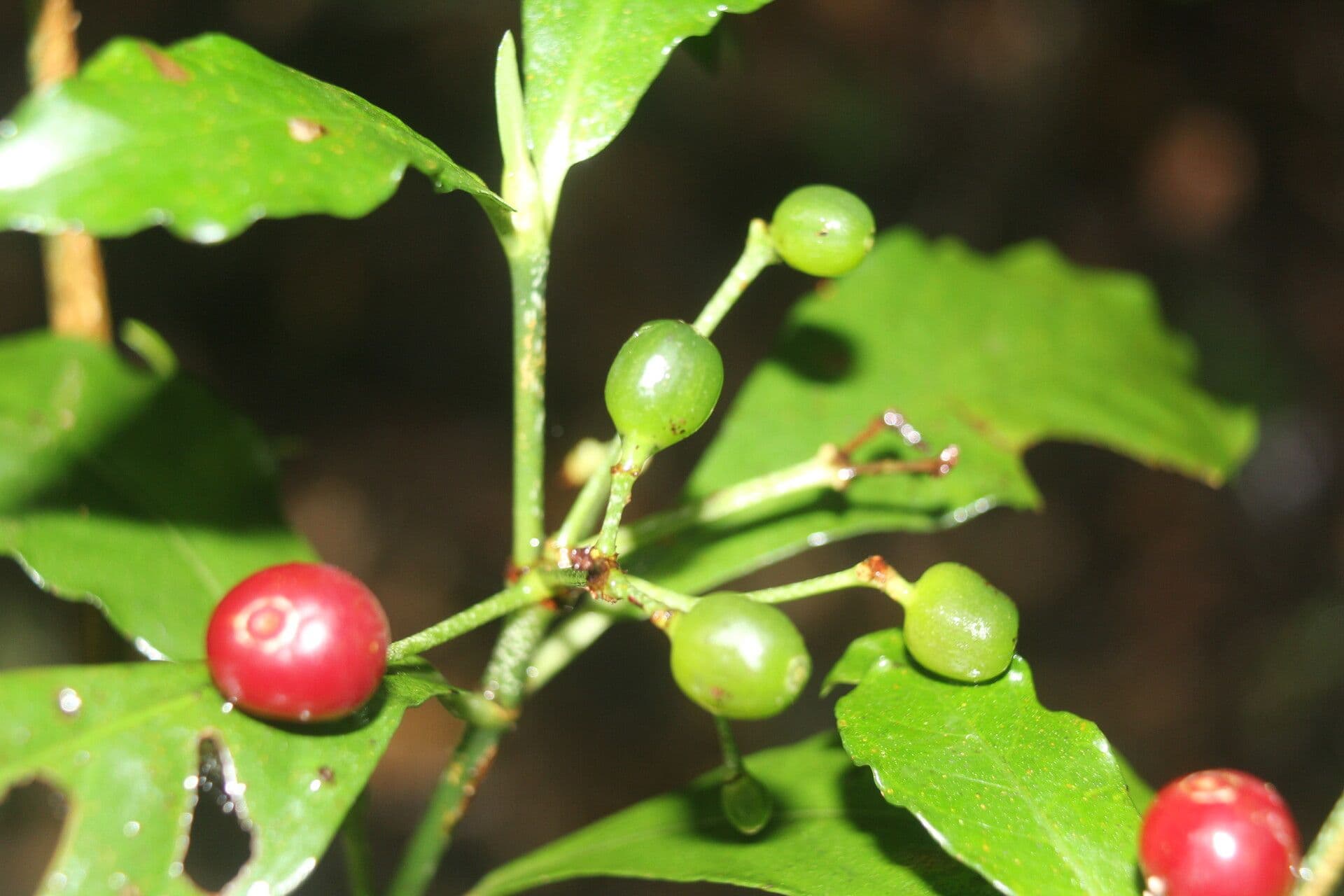 Psychotria 3