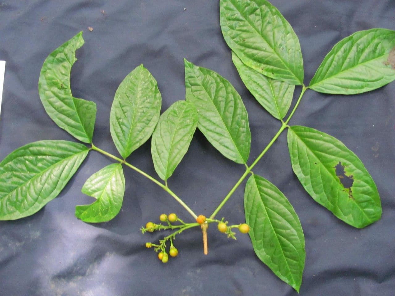 Bunchosia 11