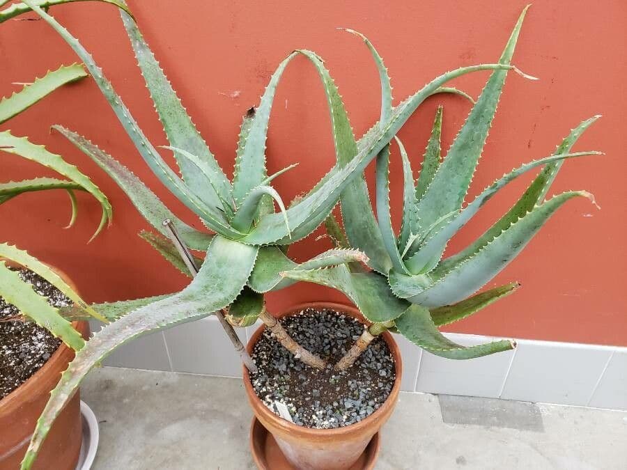 Aloe