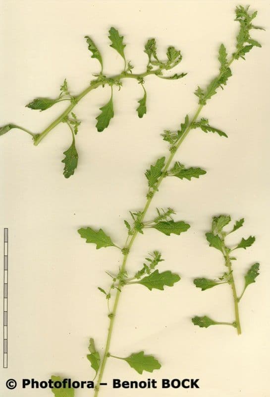 Chenopodio nano 27