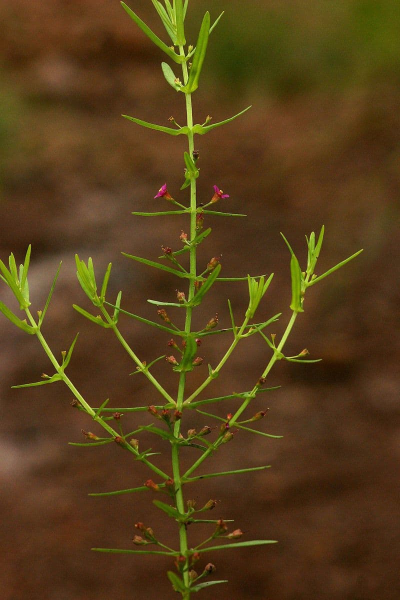 Ammannia 9