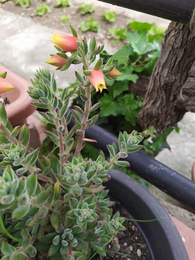 Echeveria 2