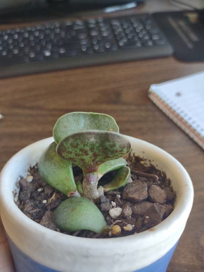 Adromischus 2