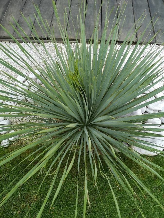 Whipples Yucca 12