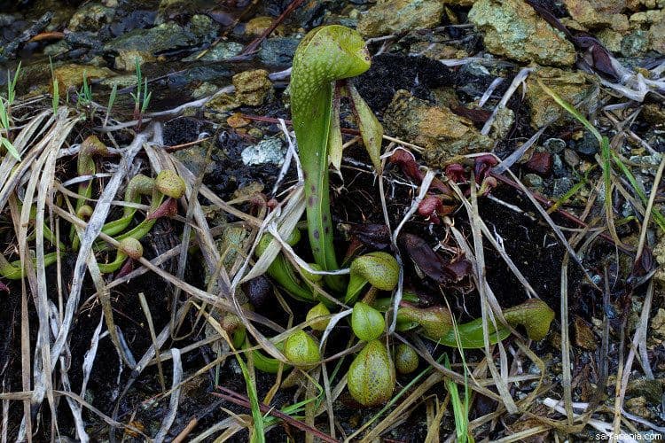 Darlingtonia californica 21