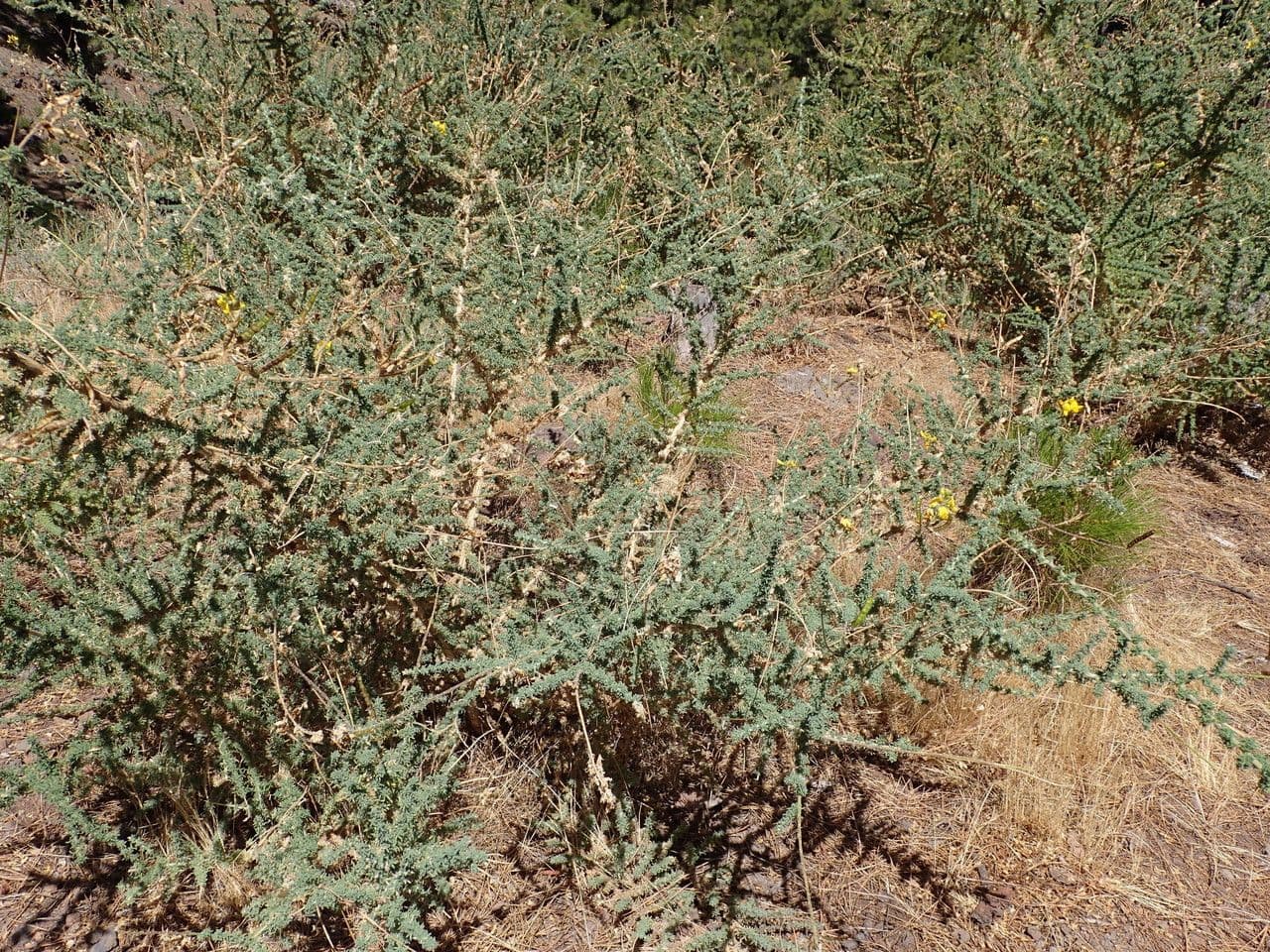Adenocarpus viscoso 12