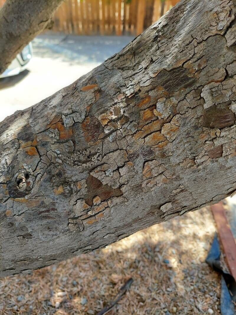 Afrocarpus falcatus 14