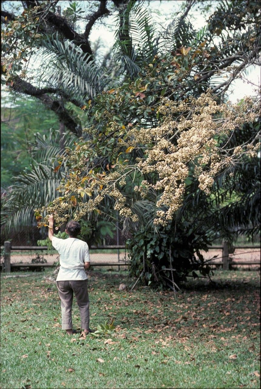 Eriotheca globosa 2