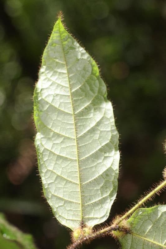 Hirtella 3