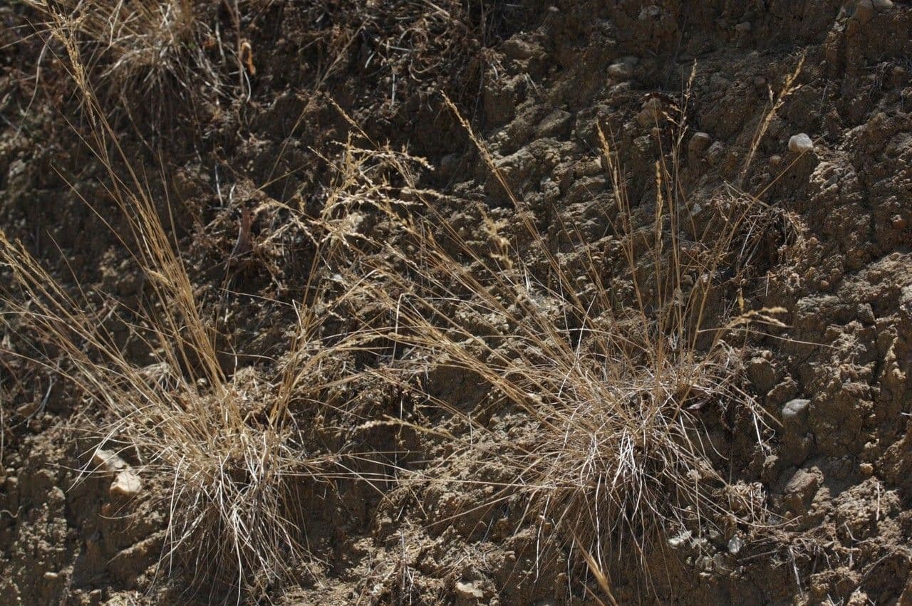 Melica imperfetta 7