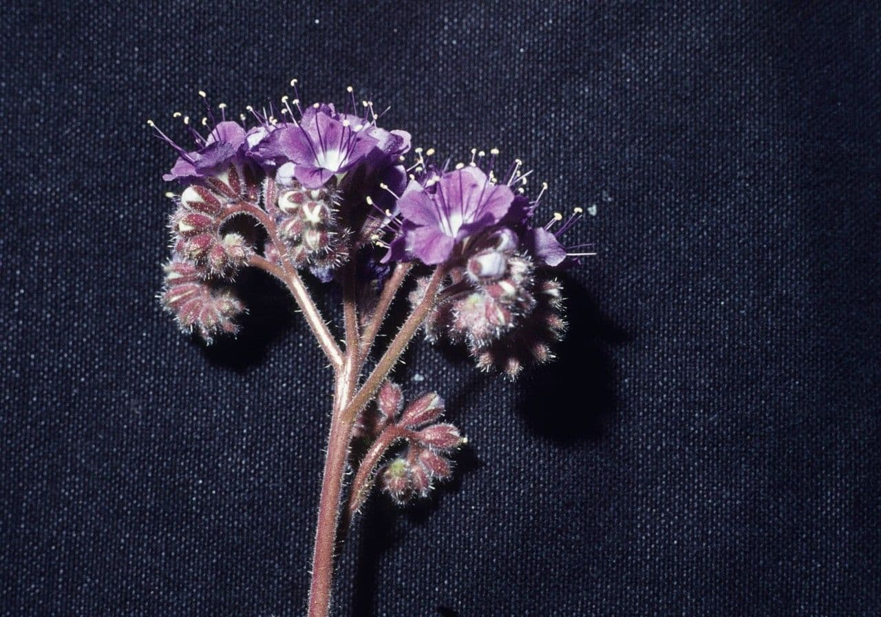Facelia crenulata 10
