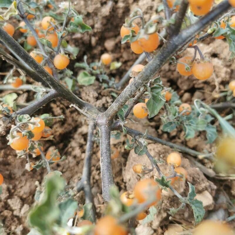 Solanum villosum 21