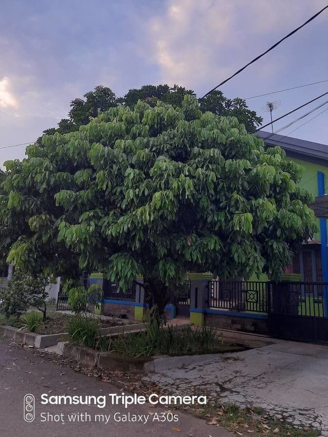 Lagerstroemia splendide 15