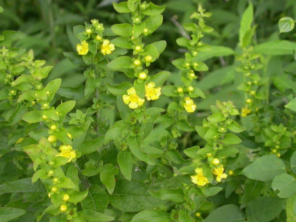 Aureolaria grandiflora 13