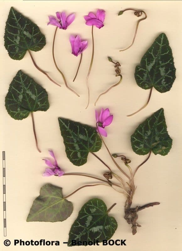 Ciclamino greco 19