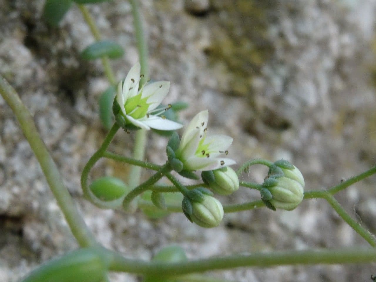 Borracina cinerea 8