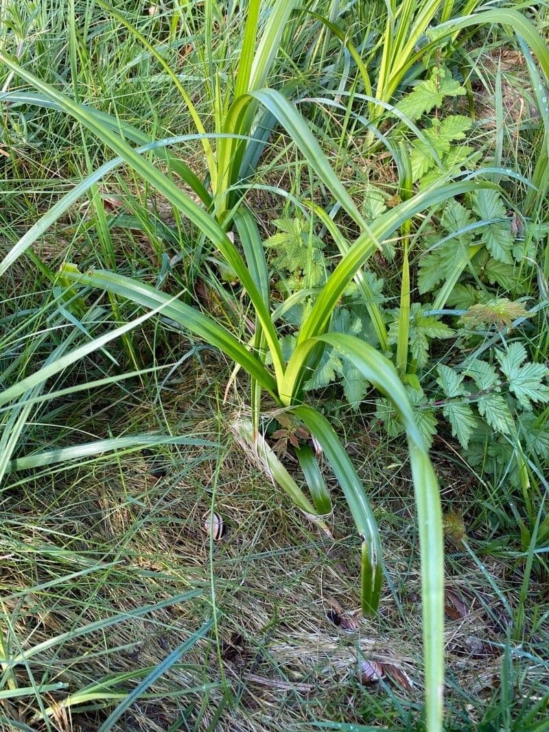Wald-Simse 16