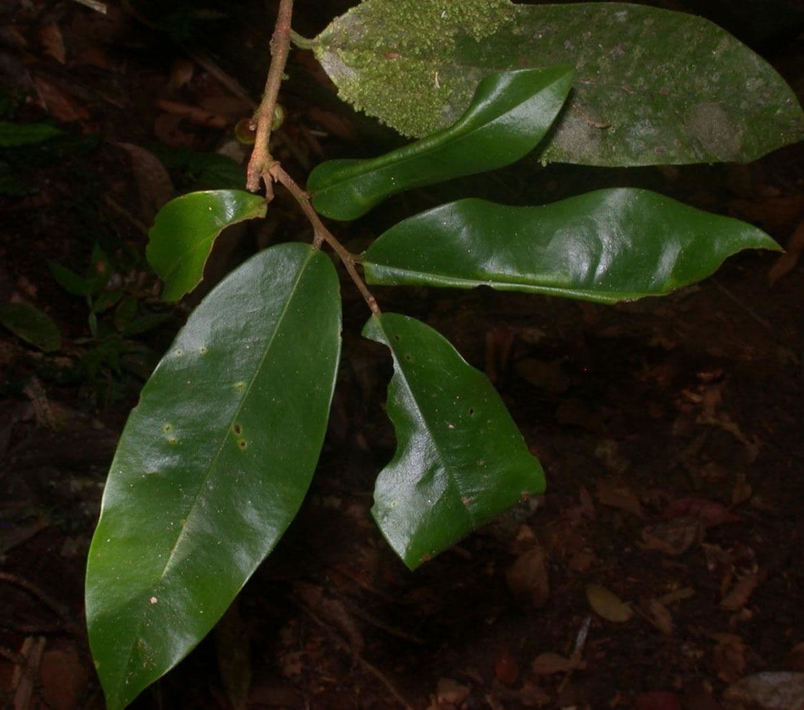 Xylopia 11