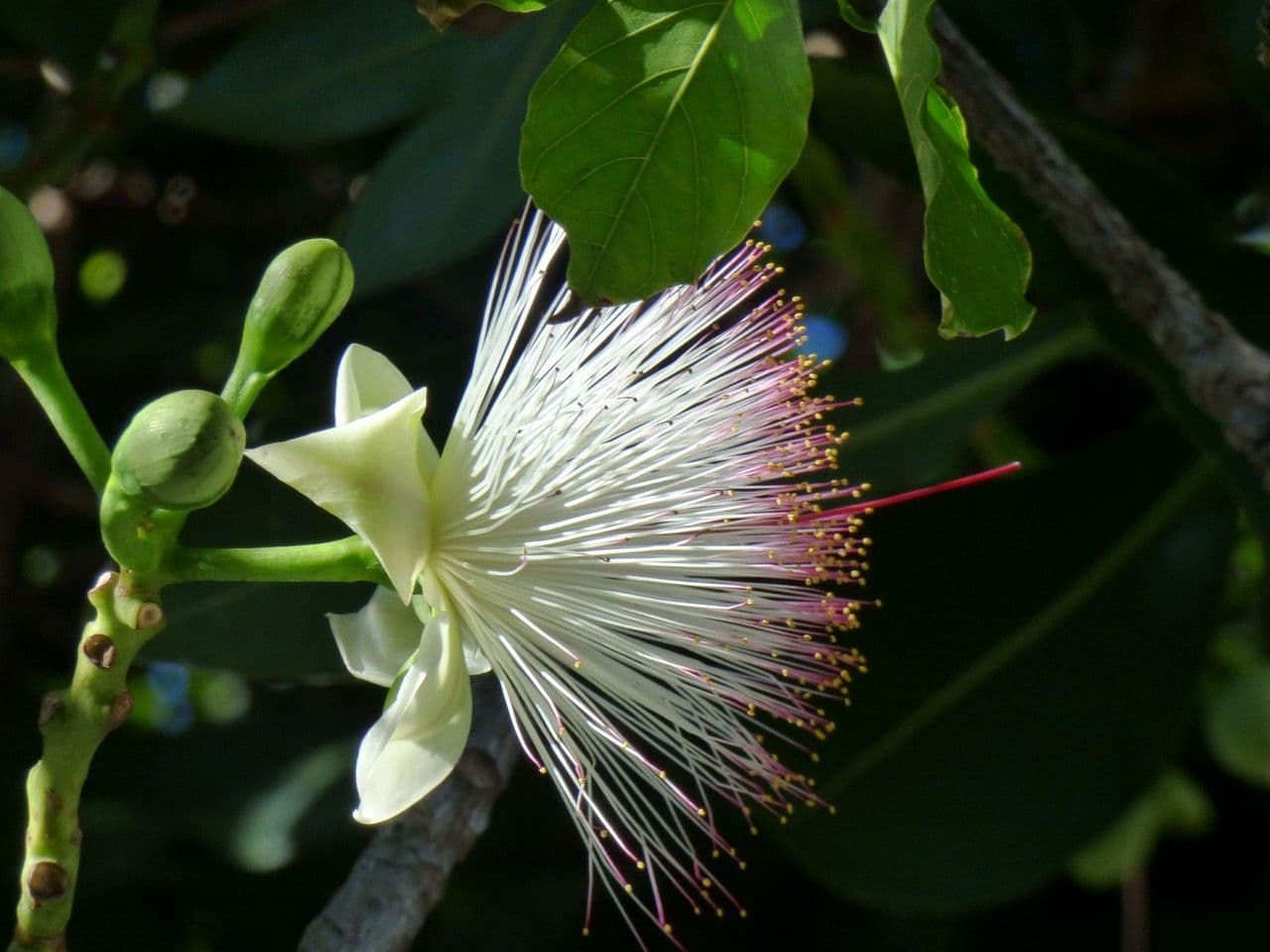 Barringtonia 8