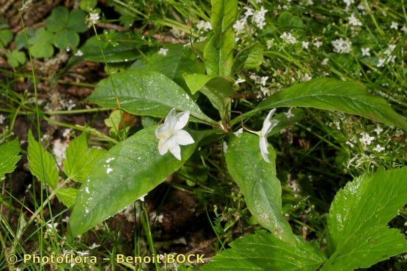 Trientalis 22