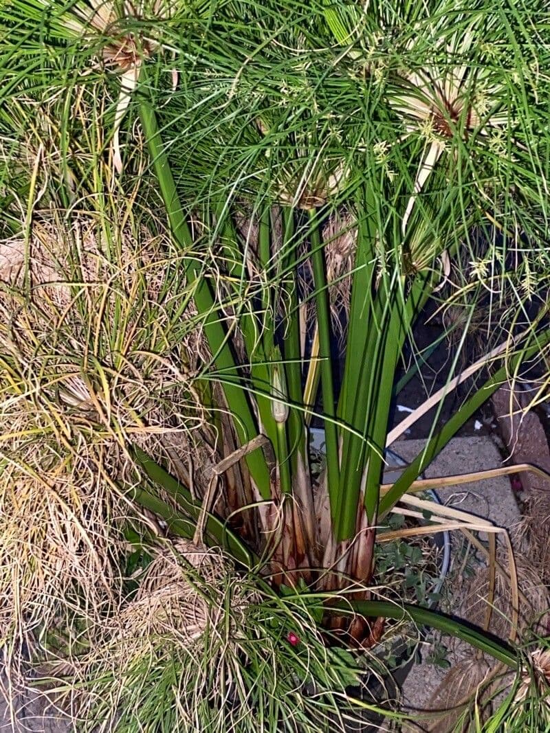 Zigolo gigante 11
