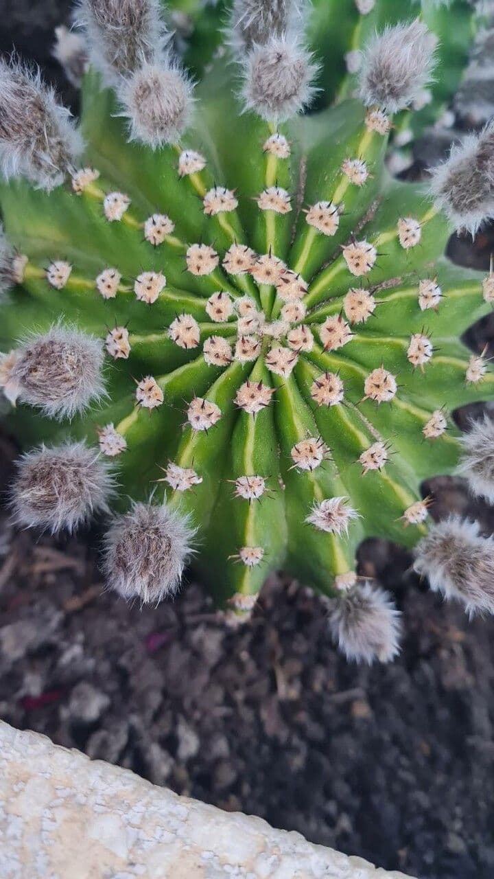 Echinopsis 25