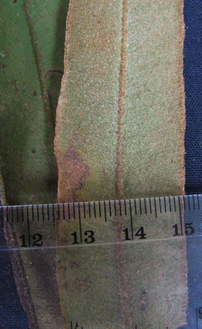 Elaphoglossum