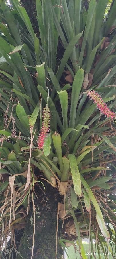 Aechmea 8