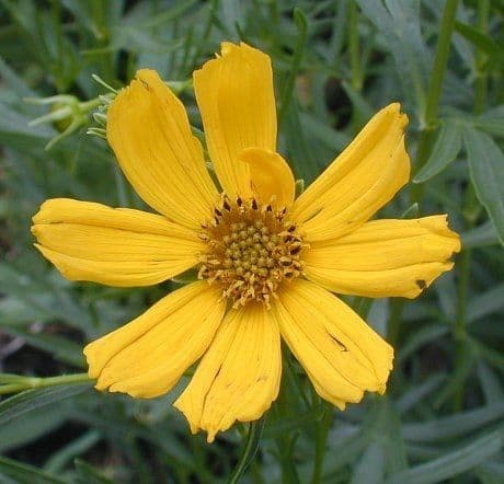 Coreopsis palmata