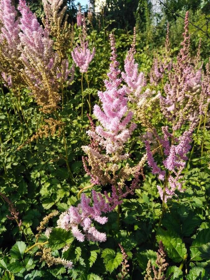Astilbe giapponese 14