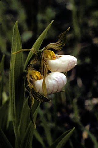 Cipripedio bianco 4
