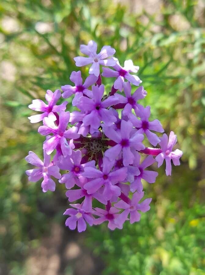 Junellia 4