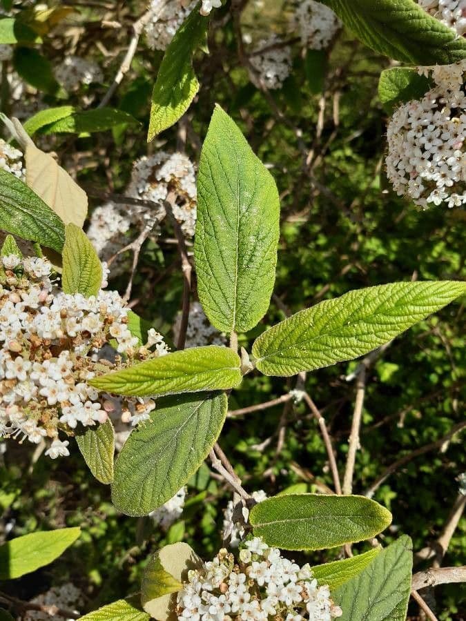 Buddlejaleaf viburnum 8