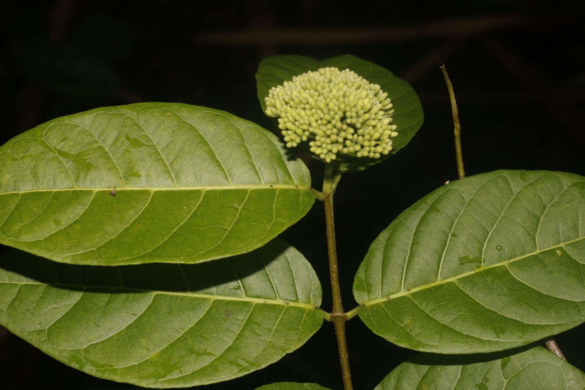Forsteronia 5