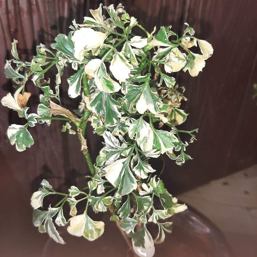Polyscias guilfoylei