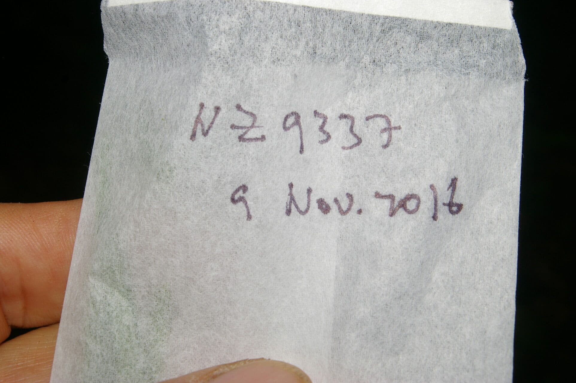 Synechanthus 17