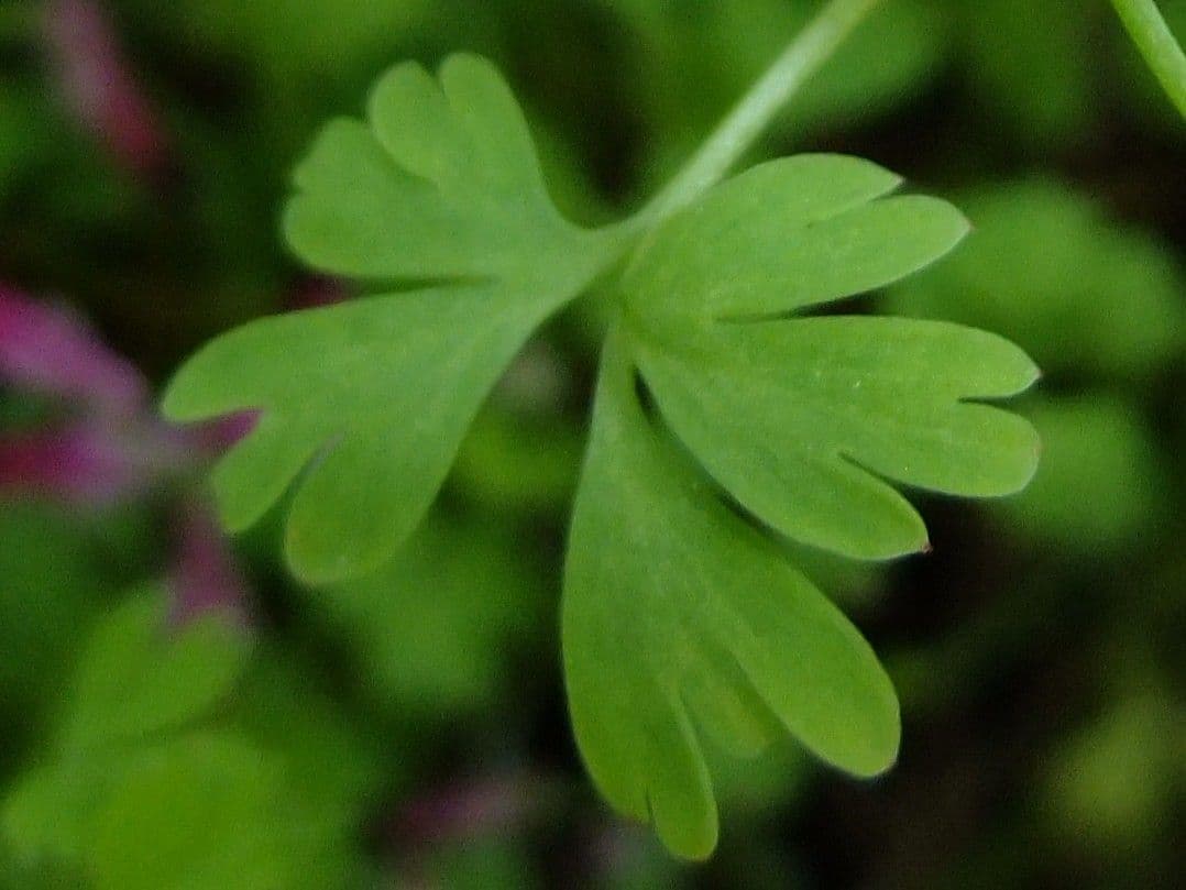Fumaria macrosepala 14