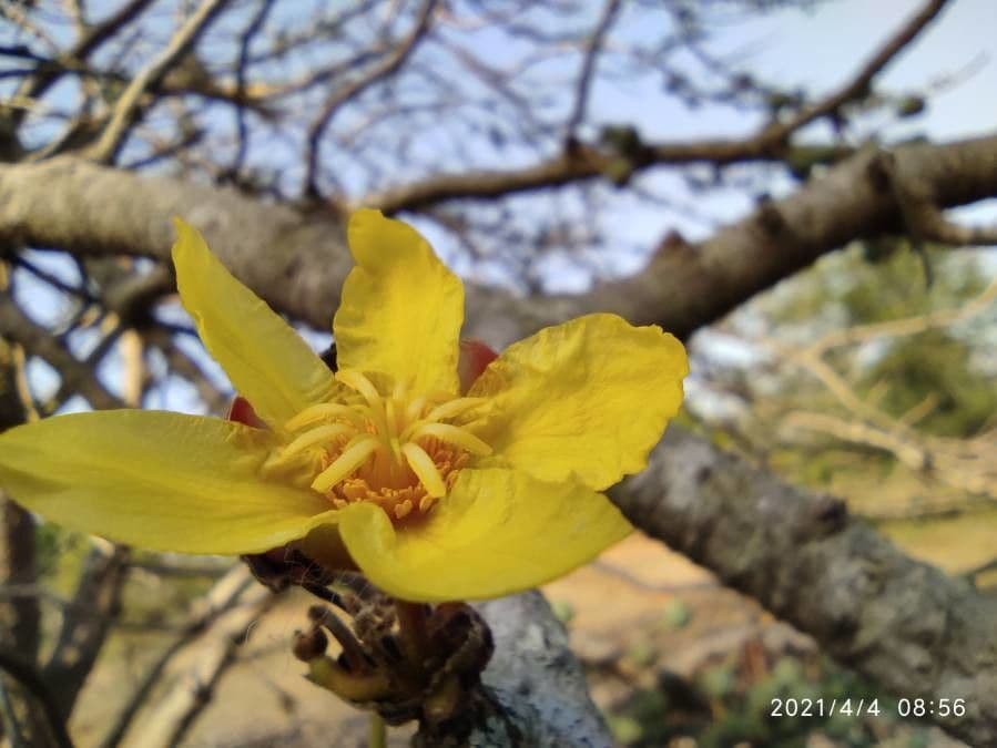 Dillenia 4