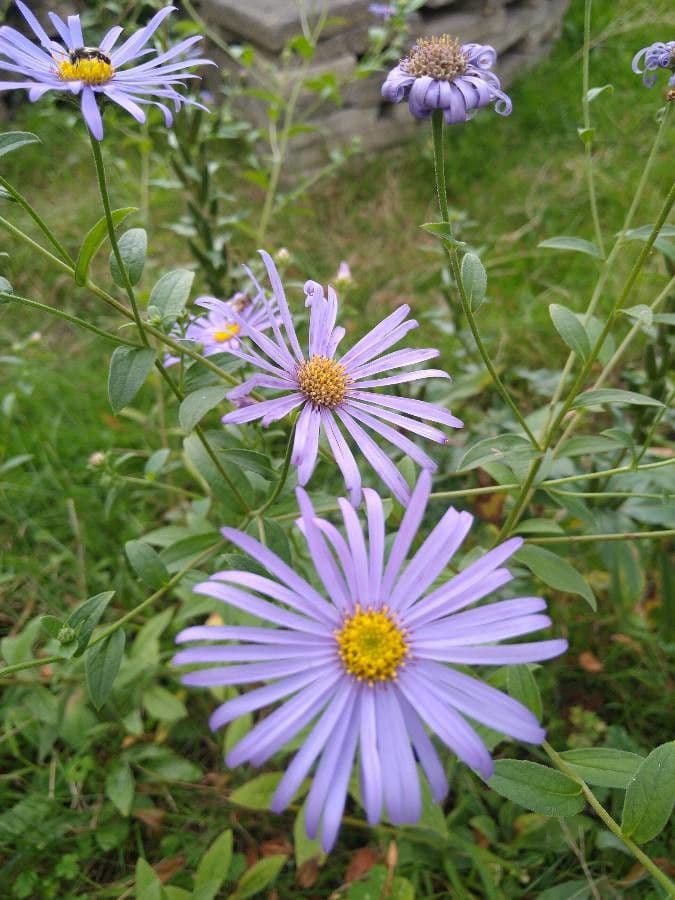 Aster gawędka 9