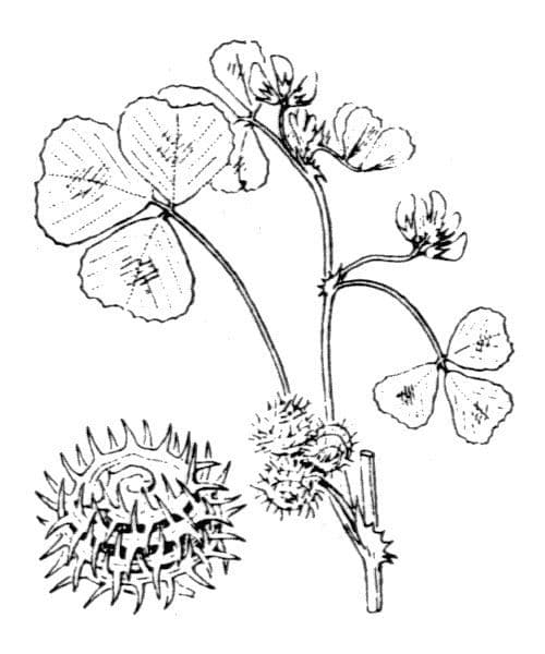 Lucerna arabská 28