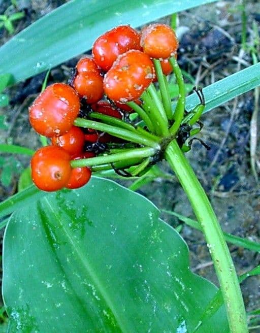 Scadoxus 3