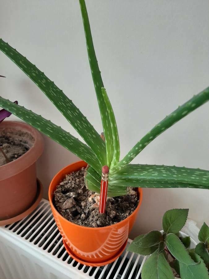 Aloe vera 26