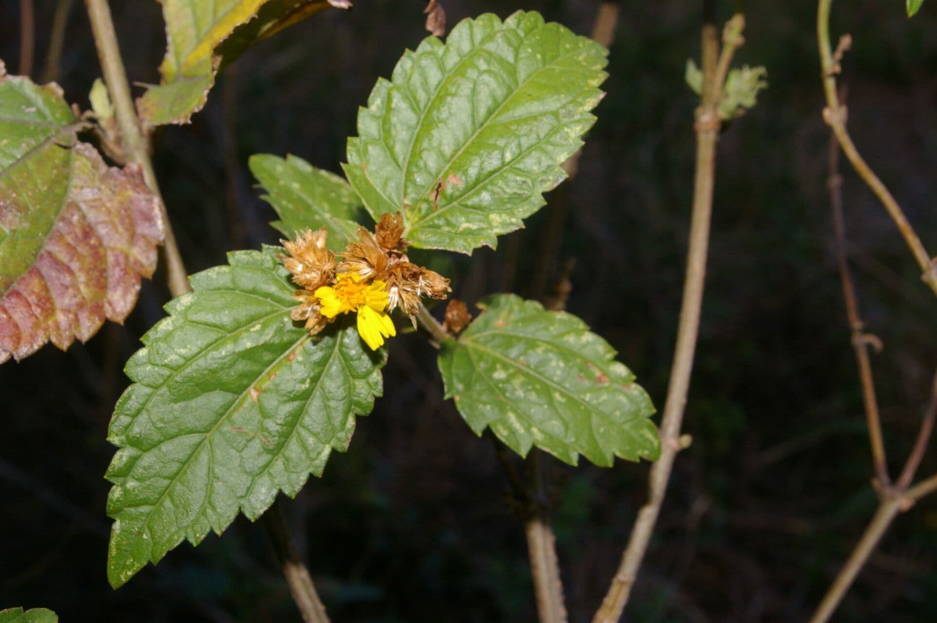 Calea urticifolia 6