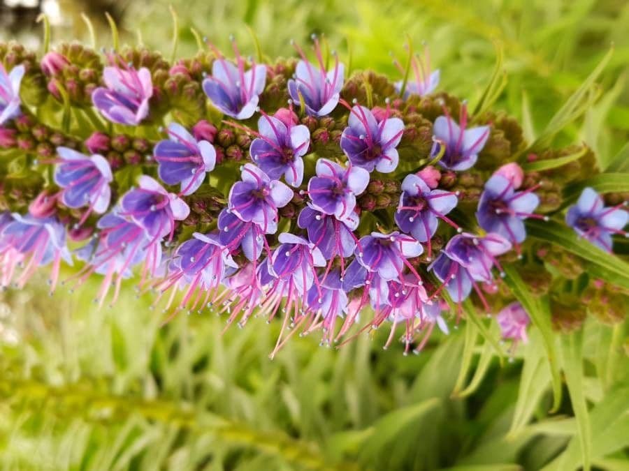 Echium di Madeira 5