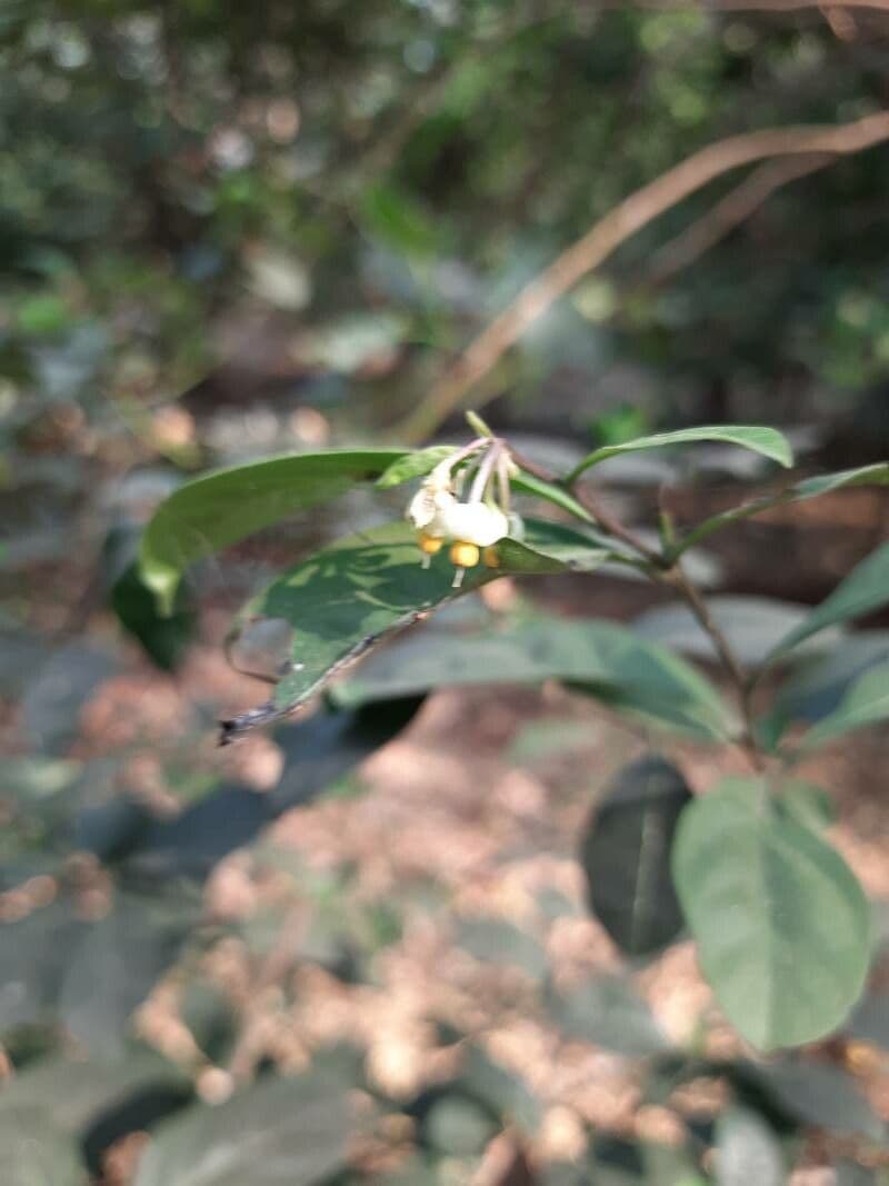 Solano de dos hojas 9