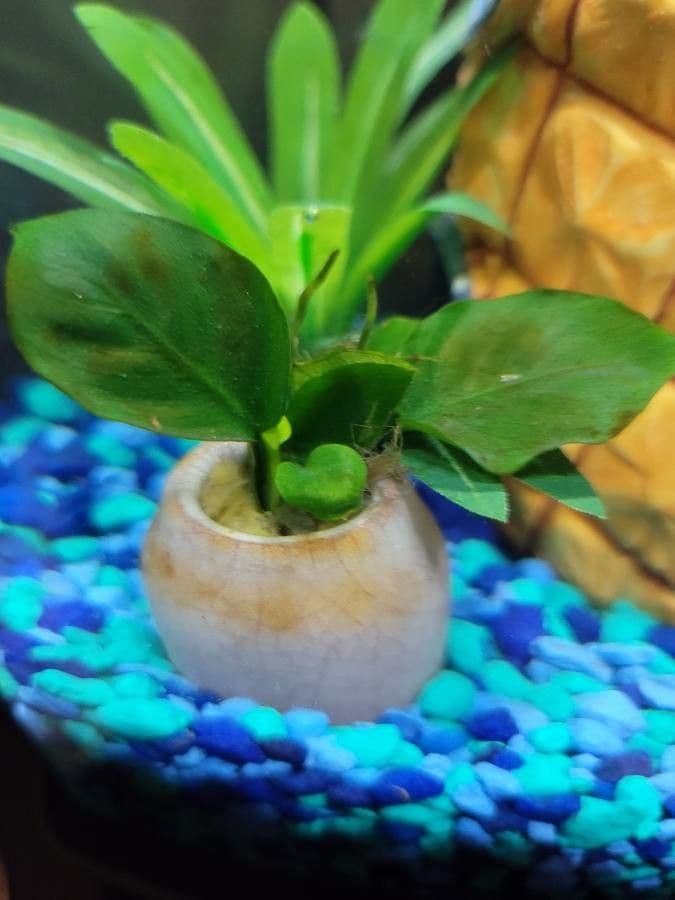 Anubias di Barter 6