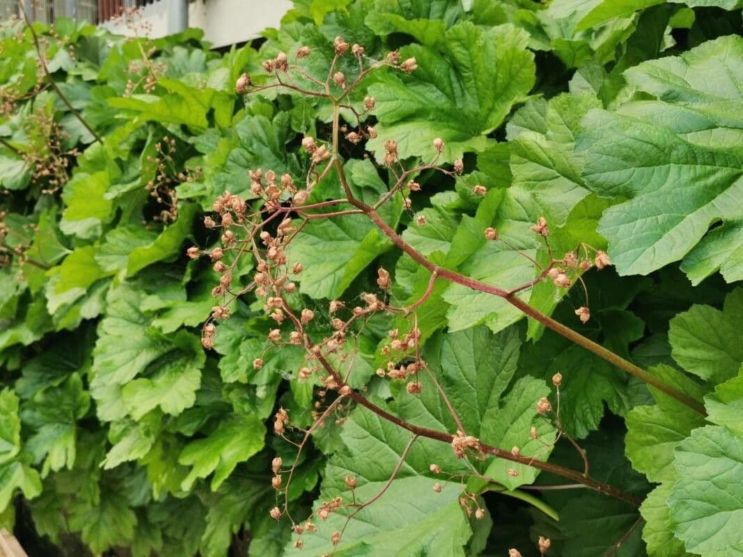 Schildblatt 2
