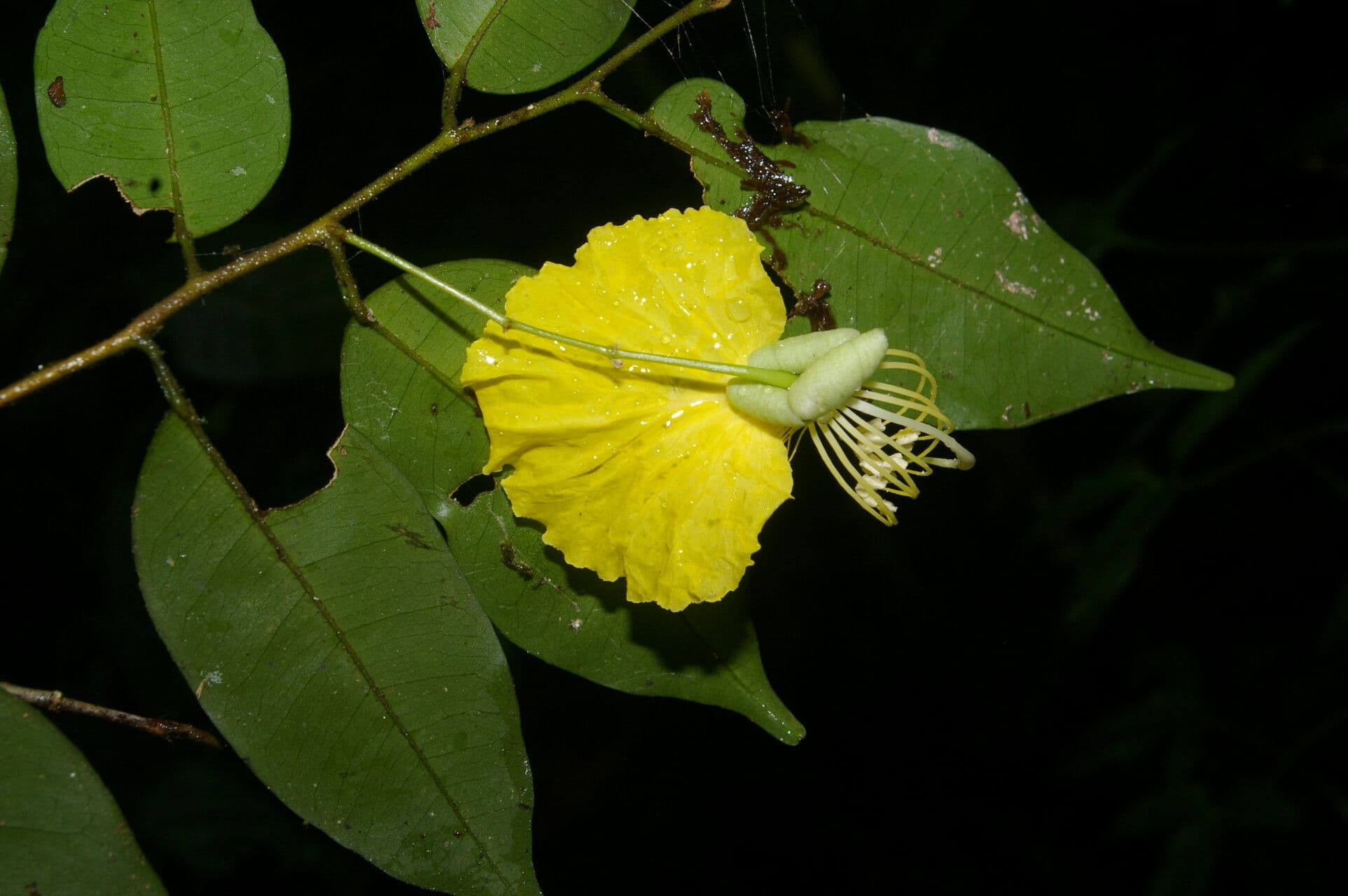 Swartzia 7